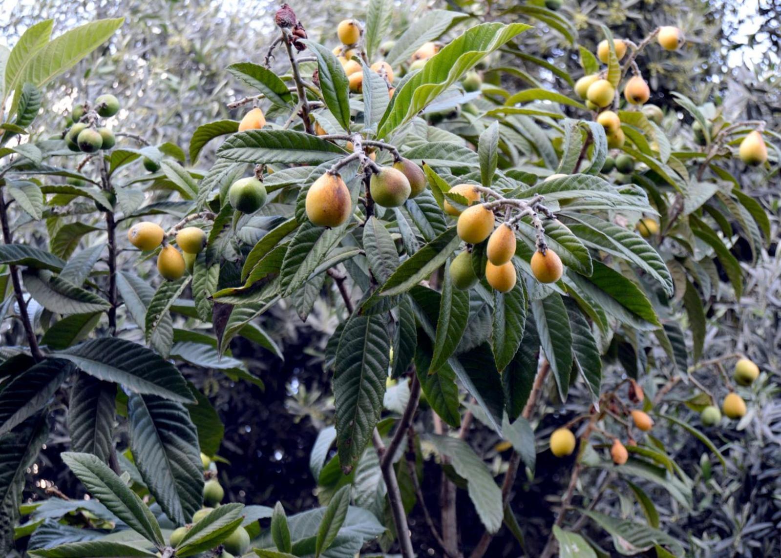 بيت الطبيعة Nature House Jarash Bagian luar foto
